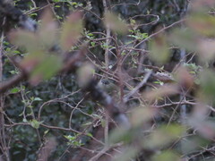 Phylloscartes ventralis