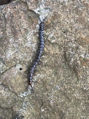 Cormocephalus esulcatus