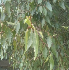 Alnus acuminata