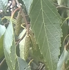 Alnus acuminata