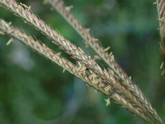 Eleusininae