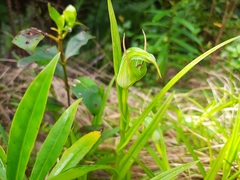 Pterostylis montana