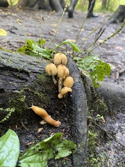 Coprinellus micaceus