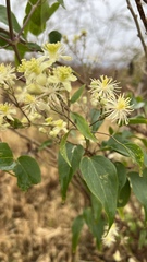 Clematis campestris