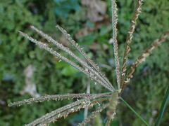 Eleusininae