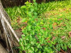 Ligustrum lucidum