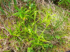 Pterostylis montana