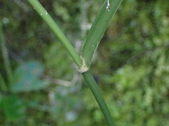 Eleusininae