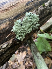 Coprinellus micaceus