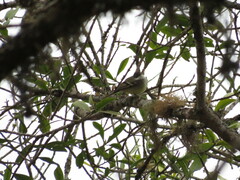 Mecocerculus leucophrys