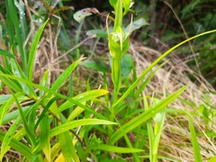 Pterostylis montana