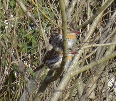 Nystalus maculatus