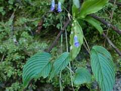 Rhynchoglossum obliquum