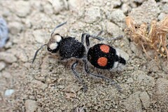 Hoplomutilla maculifrons