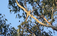 Anthochaera paradoxa paradoxa