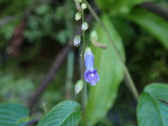 Rhynchoglossum obliquum