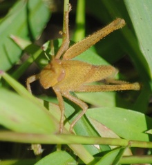 Schistocerca damnifica