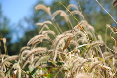 Setaria faberi
