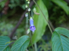 Rhynchoglossum obliquum