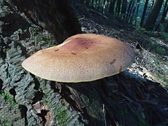 Tricholomopsis rutilans
