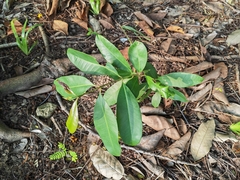 Syzygium cumini