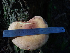 Tricholomopsis rutilans