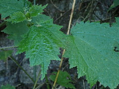 Urtica thunbergiana
