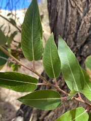 Salix laevigata