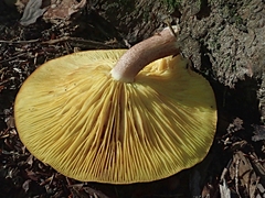 Tricholomopsis rutilans