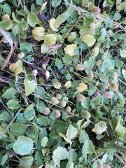 Halerpestes cymbalaria