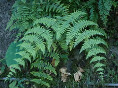 Dennstaedtia scandens