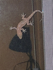 Hemidactylus turcicus