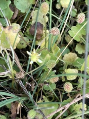 Halerpestes cymbalaria