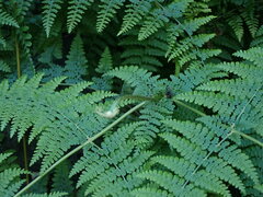 Dennstaedtia scandens