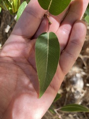 Salix laevigata