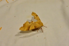 Marumba quercus
