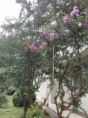 Lagerstroemia