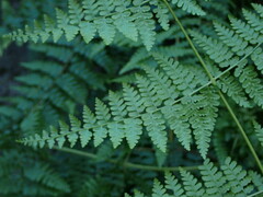 Dennstaedtia scandens