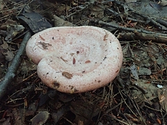 Lactarius subpurpureus