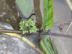 Azolla