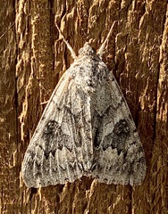Catocala semirelicta
