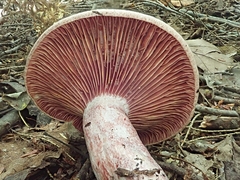 Lactarius subpurpureus