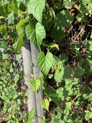 Ampelopsis