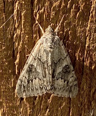 Catocala semirelicta