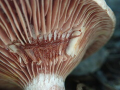 Lactarius subpurpureus