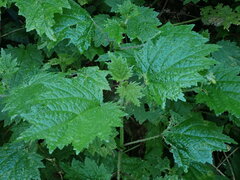 Urtica thunbergiana