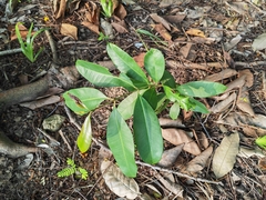 Syzygium cumini