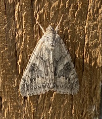 Catocala semirelicta
