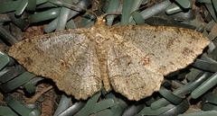 Melanolophia