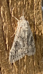 Catocala semirelicta